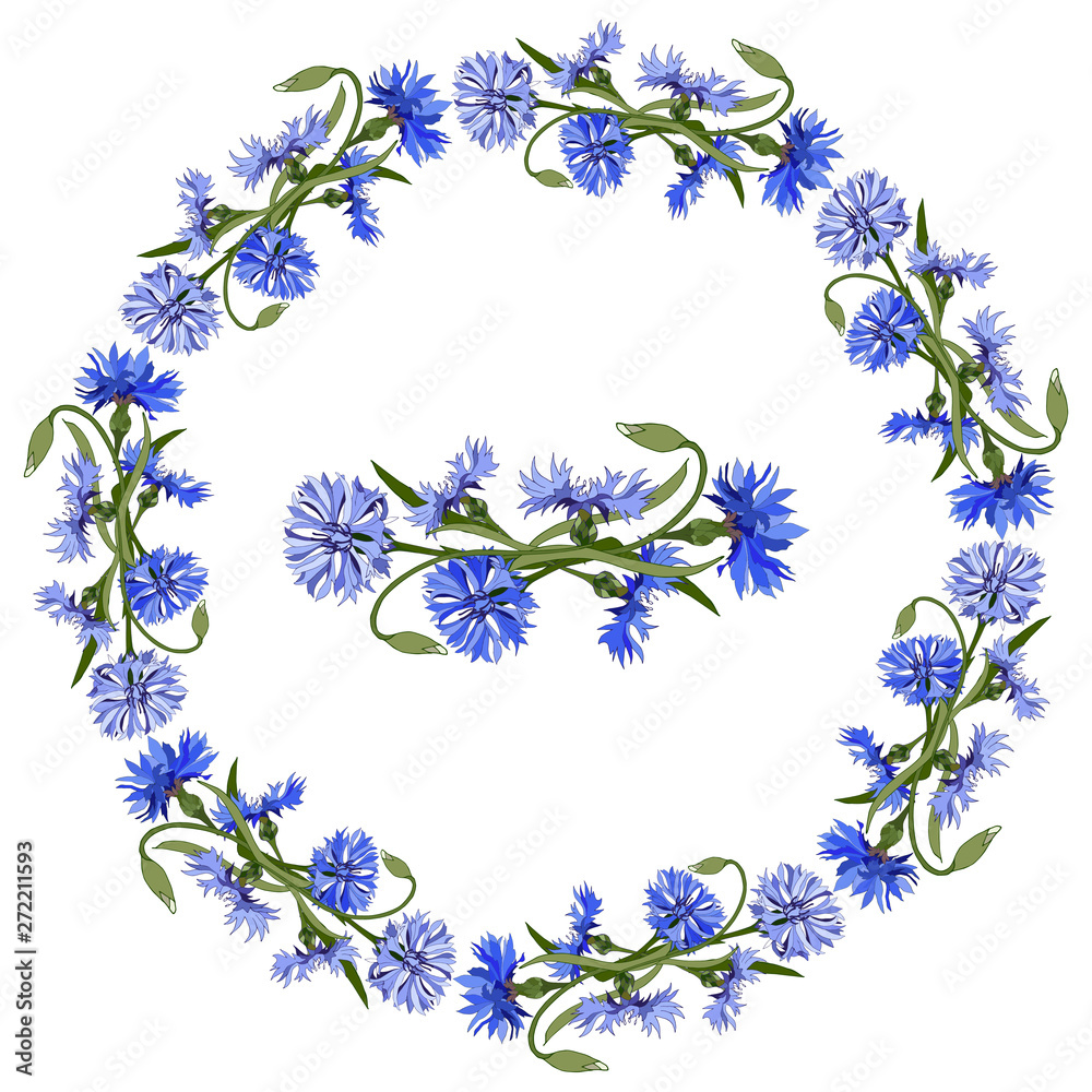 A wreath of cornflowers. Spring blue flowers on a white background.