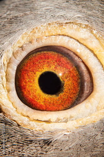 close-up detail of beautiful eyesight of homing pigeon