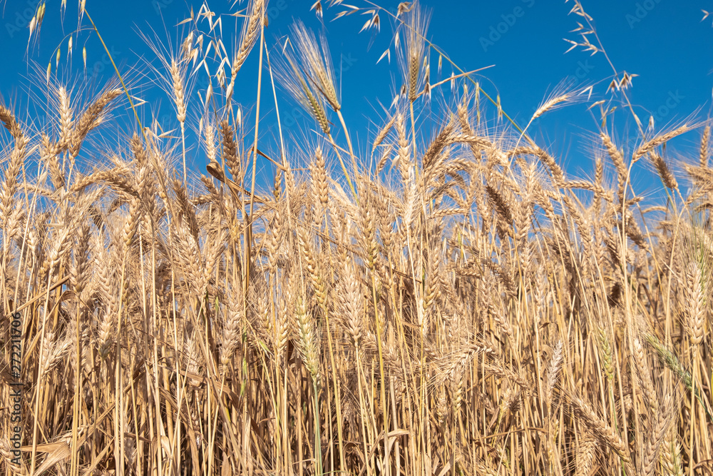Fototapeta premium Beautiful wheat field during harvest time, background