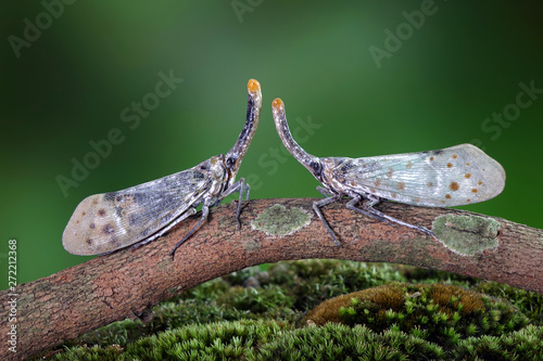 White wing Lantern-fly (Pyrops astarte) is a species of planthopper, found in Southeast Asia, and also known as Red nose lantern bugs. Lanternflies : The unicorns of the insect world. Beautiful insect photo