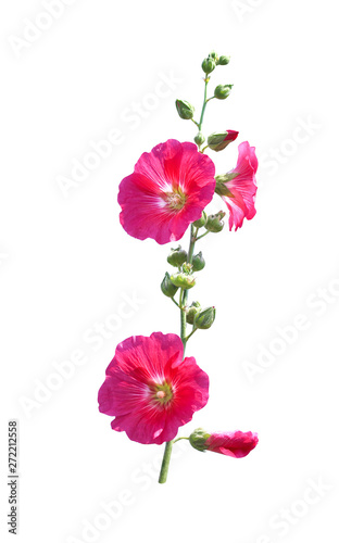 Inflorescence sweet colorful red or pink  hollyhock (Alcea rosea) blooming and green bud flowers with long stem isolated on white background , clipping path photo