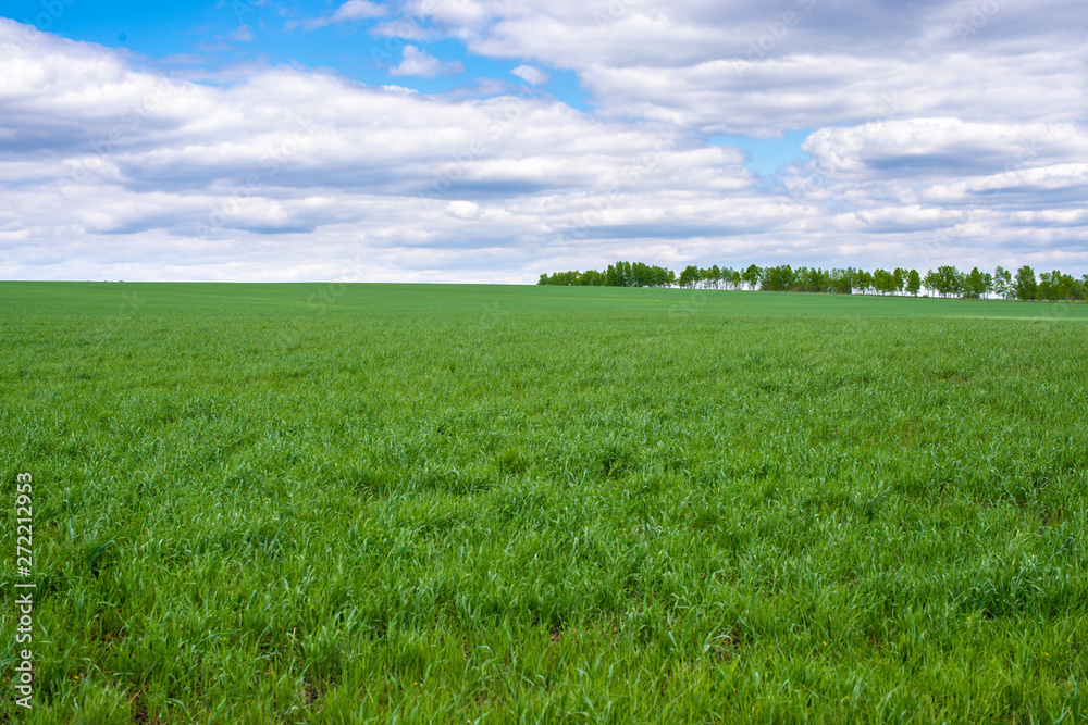 picturesque view of trees growing on green field with white fluffy clouds on blue sky at sunny day picturesque view of trees growing on green field with white fluffy clouds on blue sky at sunny day