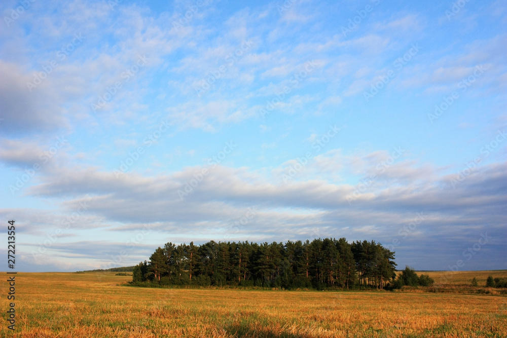 Forest in the field on the horizon Forest in the field on the horizon