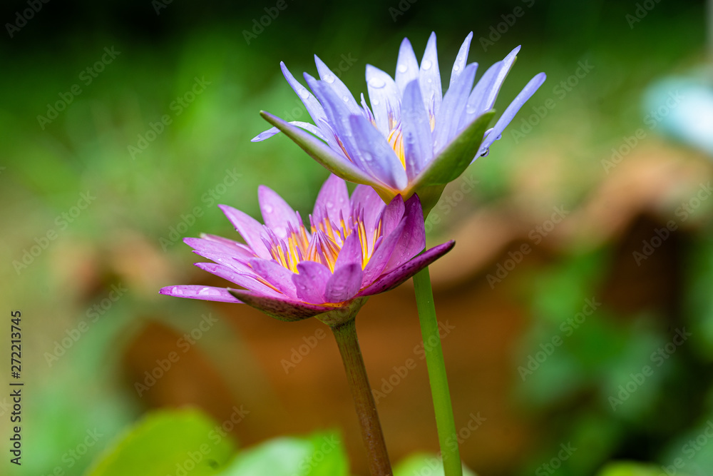 Obraz premium twin lotus mean to be together eternally