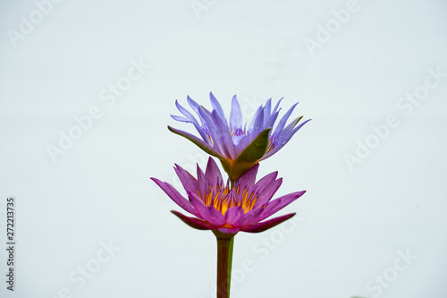twin lotus on the white background