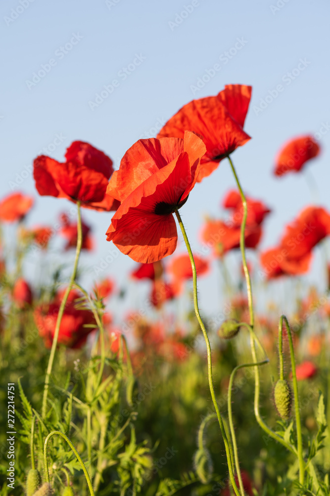 Red poppy flowers on a rural field. Papaver. Red poppy flowers on a rural field. Papaver.