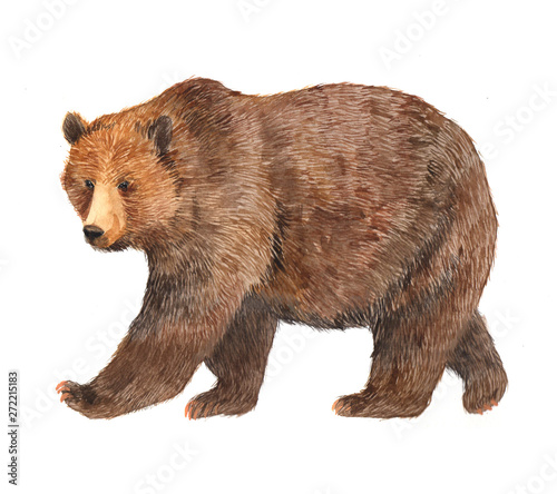 Watercolor brown bear animal illustration isolated on white background