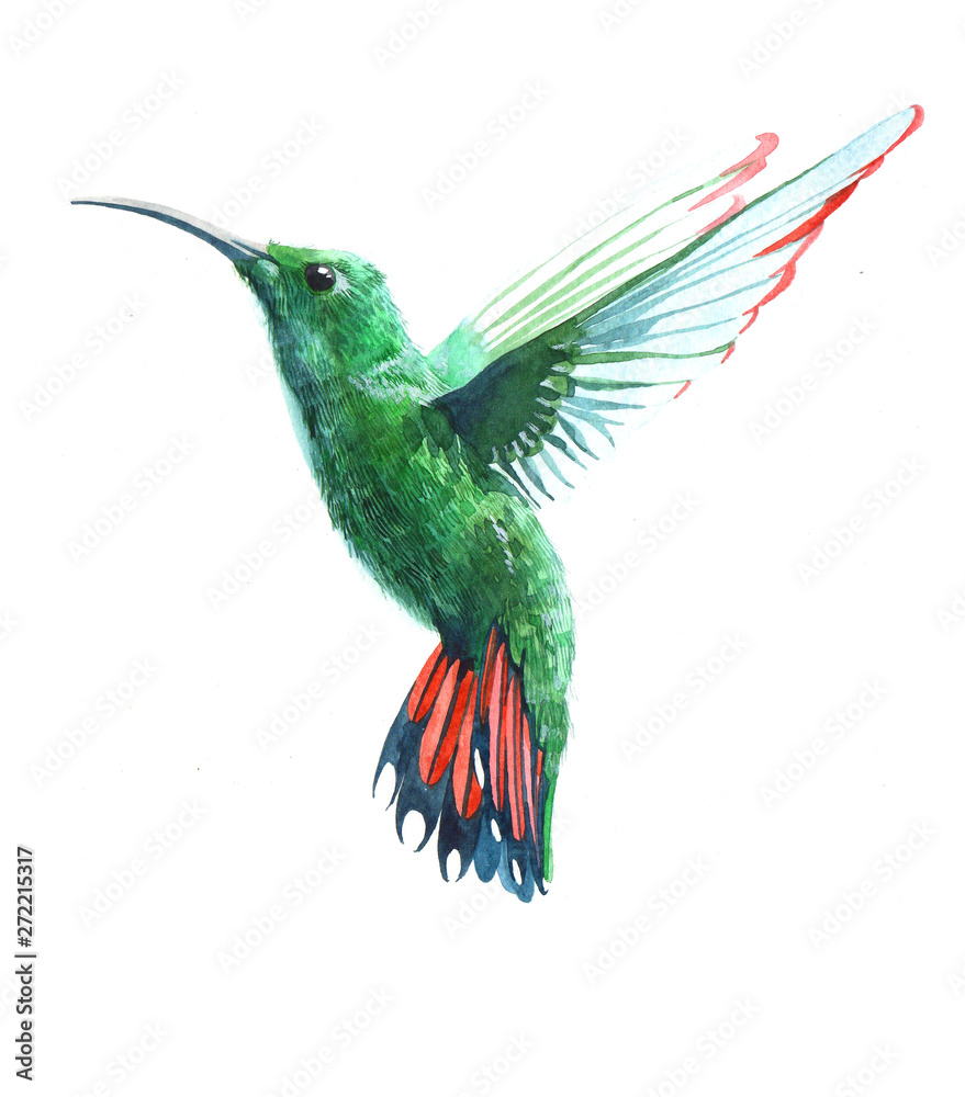 Fototapeta premium Watercolor colibri hummingbird bird animal illustration isolated on white background