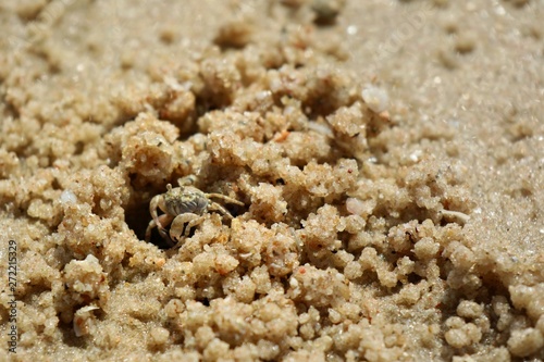 Ghost crab build a house on the beach. Ghost Crab habitat on sand. Animal concept.