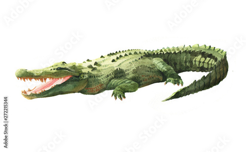 Watercolor crocodile, alligator tropical animal isolated on a white background illustration.