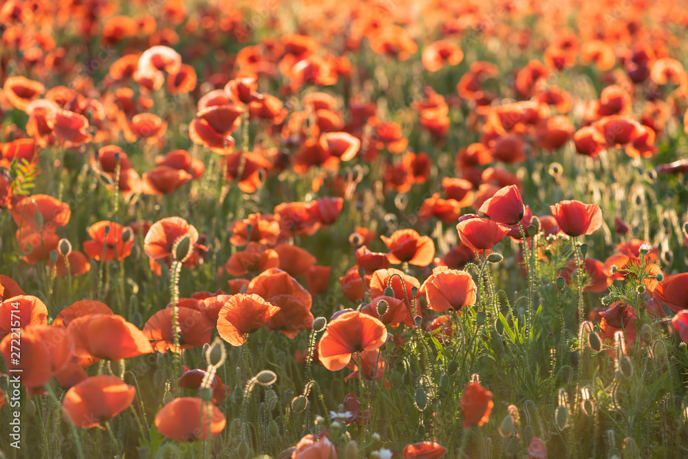 Obraz premium Czerwone kwiaty maku na wiejskim polu. Papaver.
