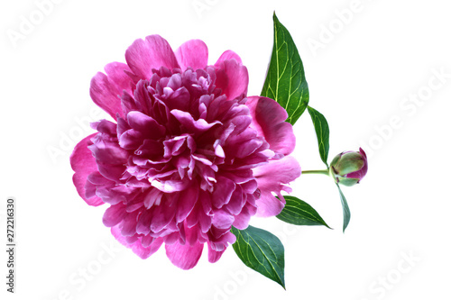 Fototapeta Naklejka Na Ścianę i Meble -  Paeonia officinalis