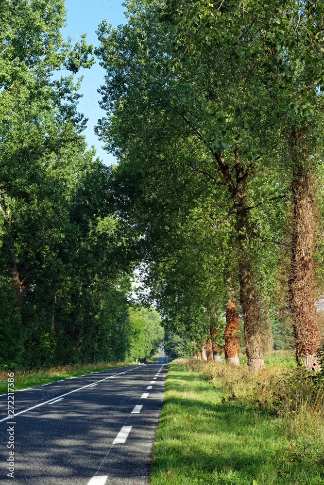 tree lined road in Normandy country tree lined road in Normandy country