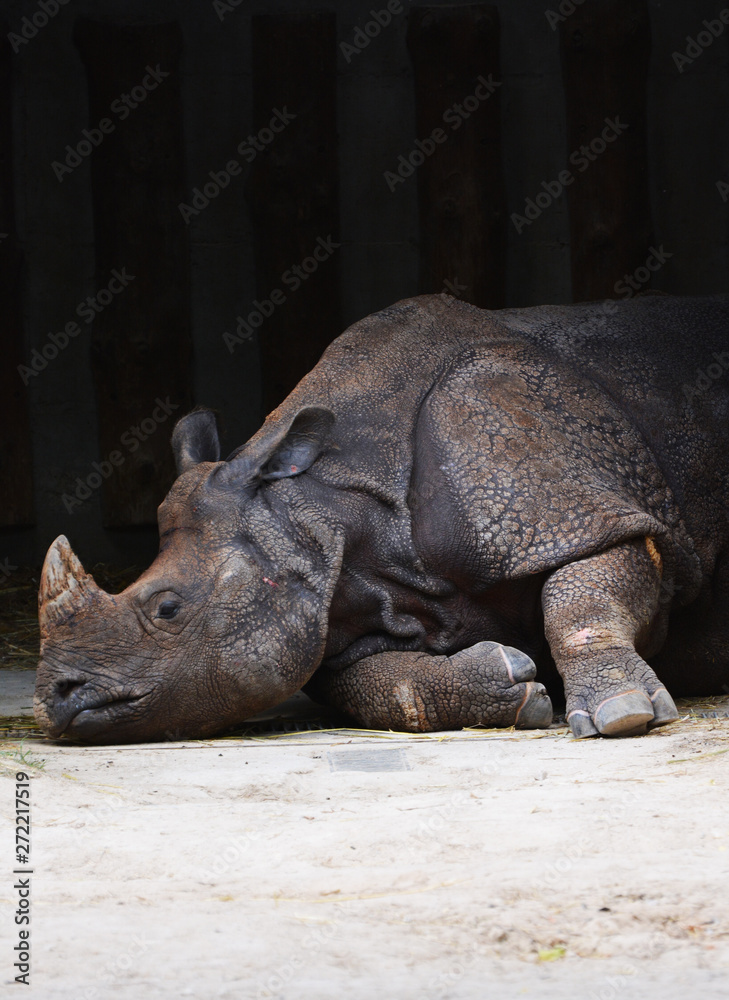 Obraz premium rhinoceros sleeps