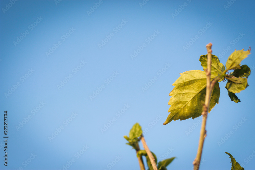 Obraz premium yellow leaf and blue sky