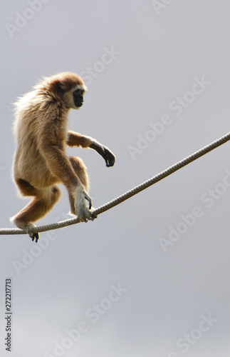 a gibbon walks on a rope © superpapero