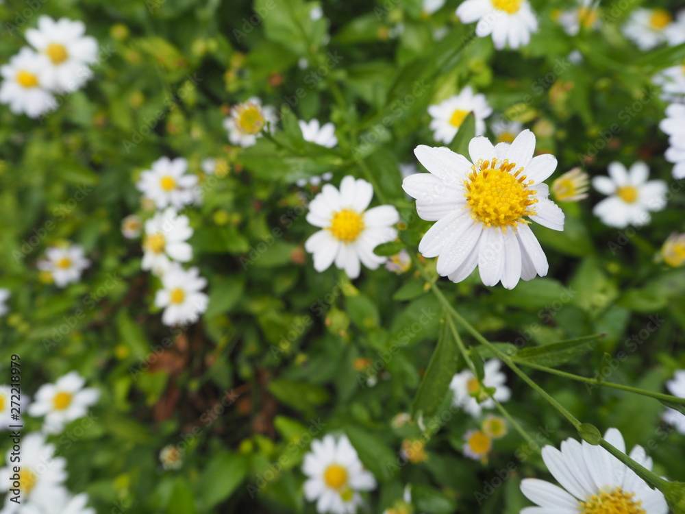 Fototapeta premium field of daisies