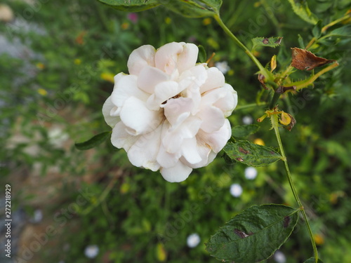 Fototapeta Naklejka Na Ścianę i Meble -  flower in garden