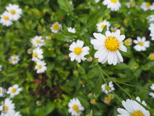 field of daisies