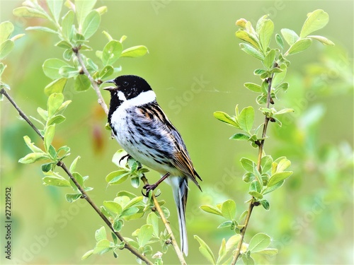 Reed Bunting, in Staveley, North Yorkshire, England photo