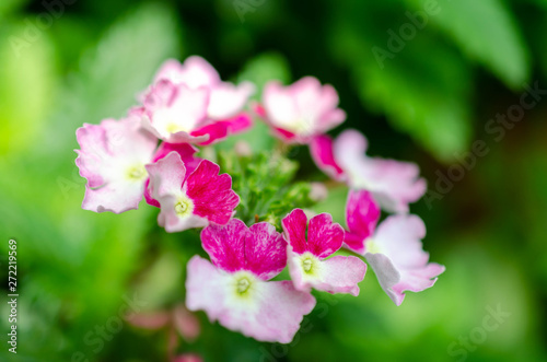 Pink and White flowers garden bed photo