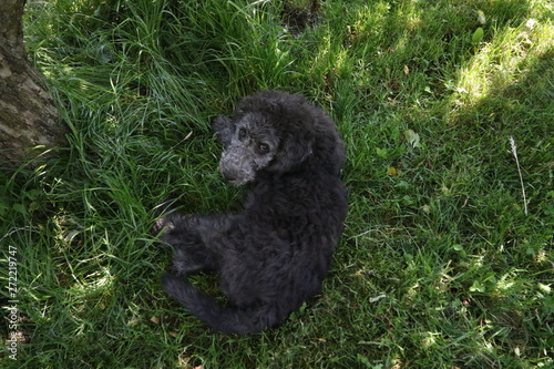 lovley puppy, Labrador and poodle mix photo