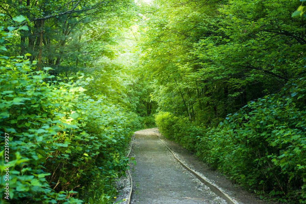 Cozy little path in the park between green trees Cozy little path in the park between green trees