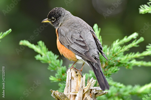 American Robin, on Grouse Mountain, Vancouver, Canada
