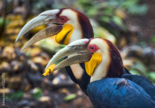 Wreathed hornbill, Bar-pouched wreathed hornbill) In the natural forest.