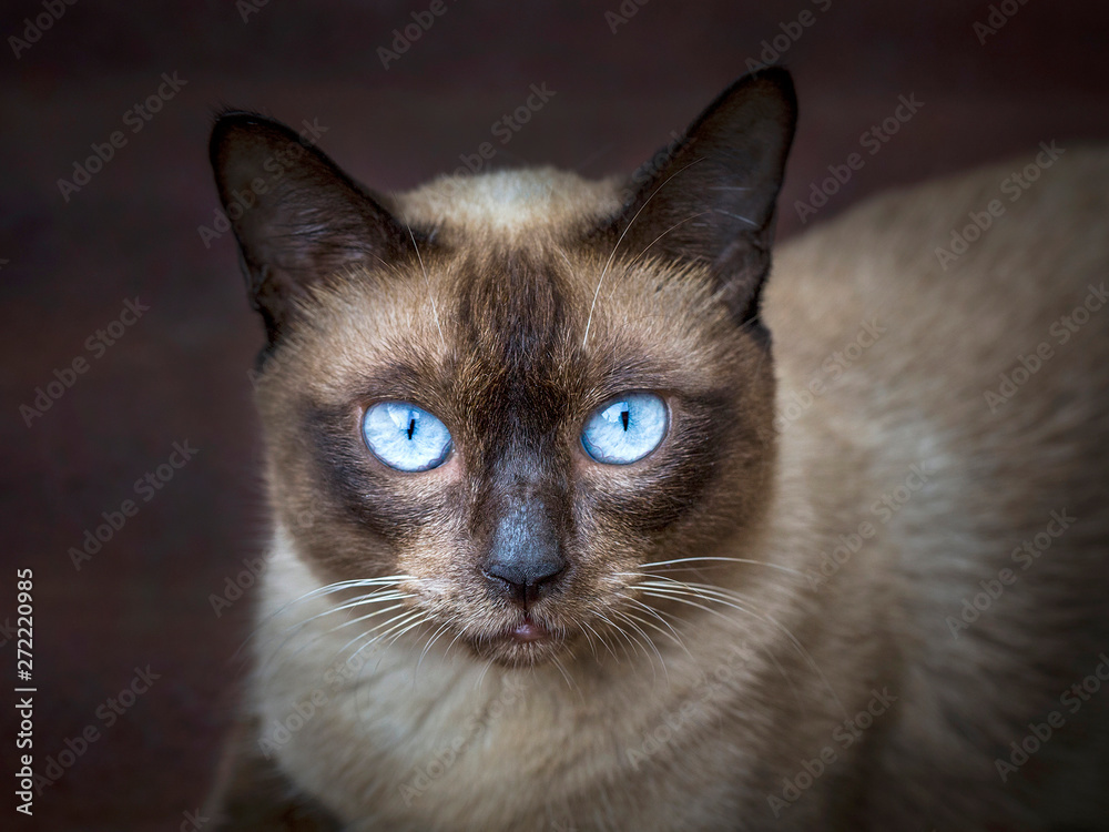 The face of the SIAMESE CAT, (SEAL POINT).