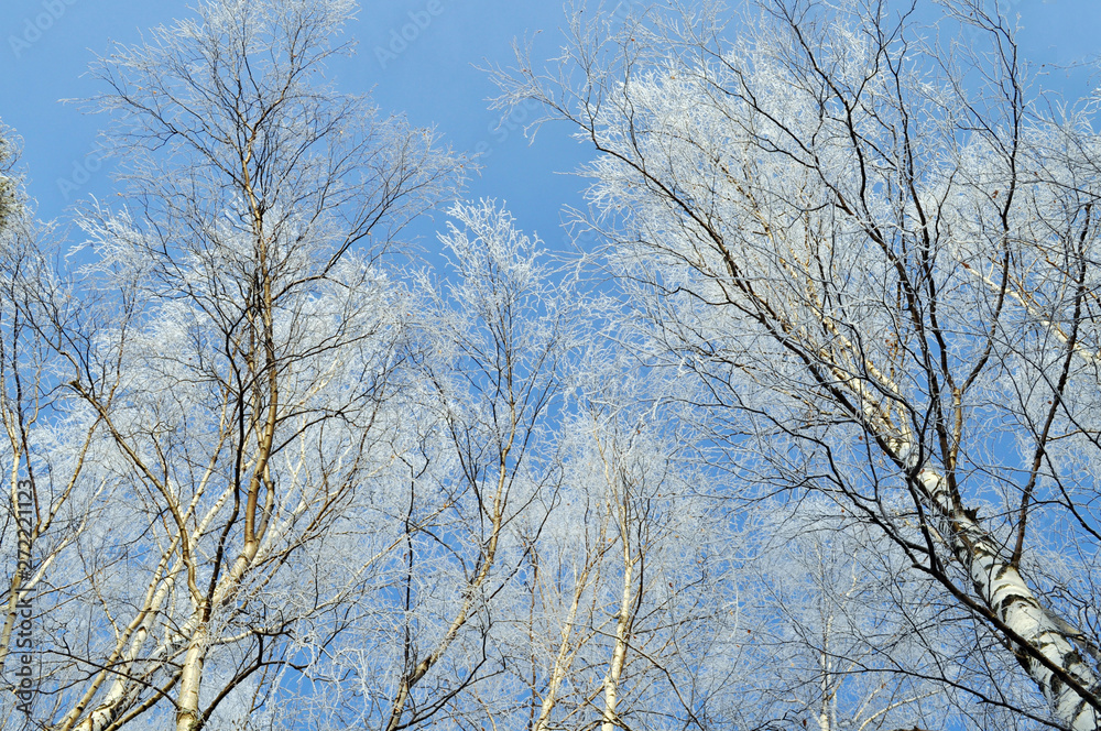 Beech forest in the fog and frost in winter Beech forest in the fog and frost in winter