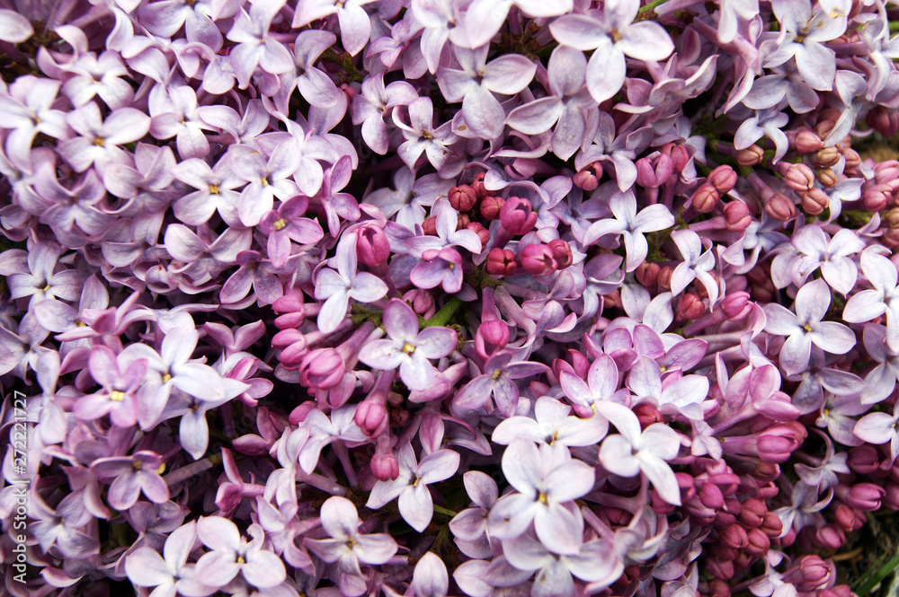 Background from ensemble bright flower flowering lilac
