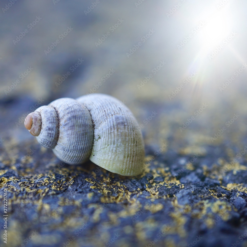 white snail on the ground in the garden in the nature