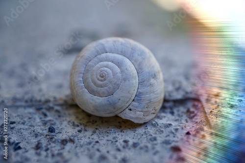white snail on the ground in the garden in the nature