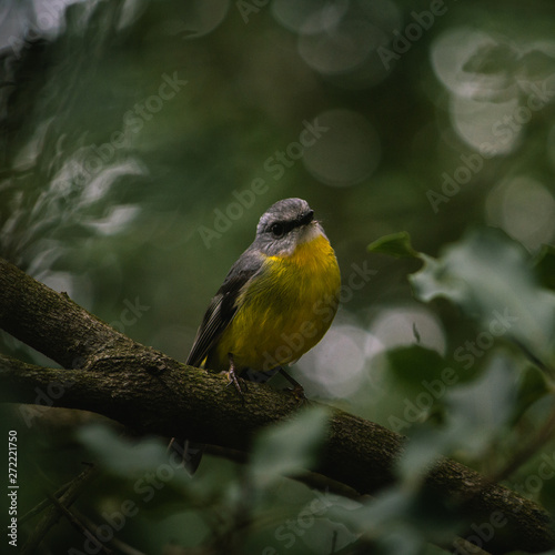 Eastern Yellow Robin perching on a branch. photo