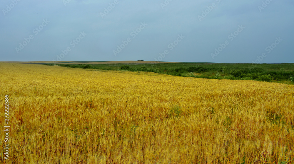 Field of ripe wheat and blue sky