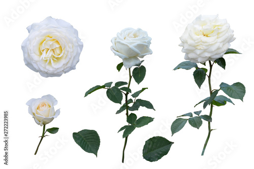 Collection flowers roses  with green leaves  white color  top view  fresh  blossom   isolated on white background