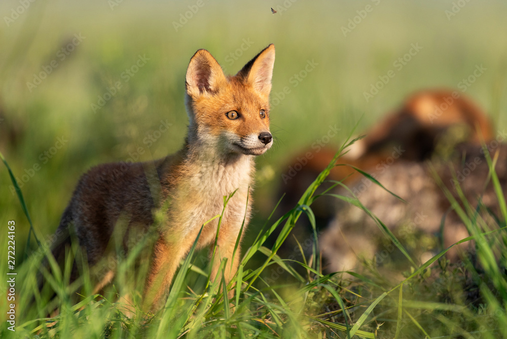 Young red Fox stands in the grass on a beautiful light Young red Fox stands in the grass on a beautiful light