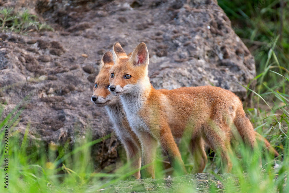 Two young red Foxes stands in the grass near his hole