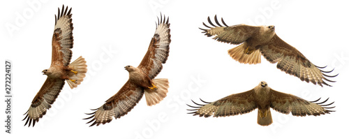 Birds of prey - Set of Long legged buzzard, Buteo rufinus, in flight. Isolated on white
