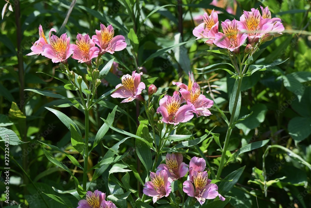 Fototapeta premium Alstromeria (Peruvian lily / Lily of the Incas) is rich in flower color.