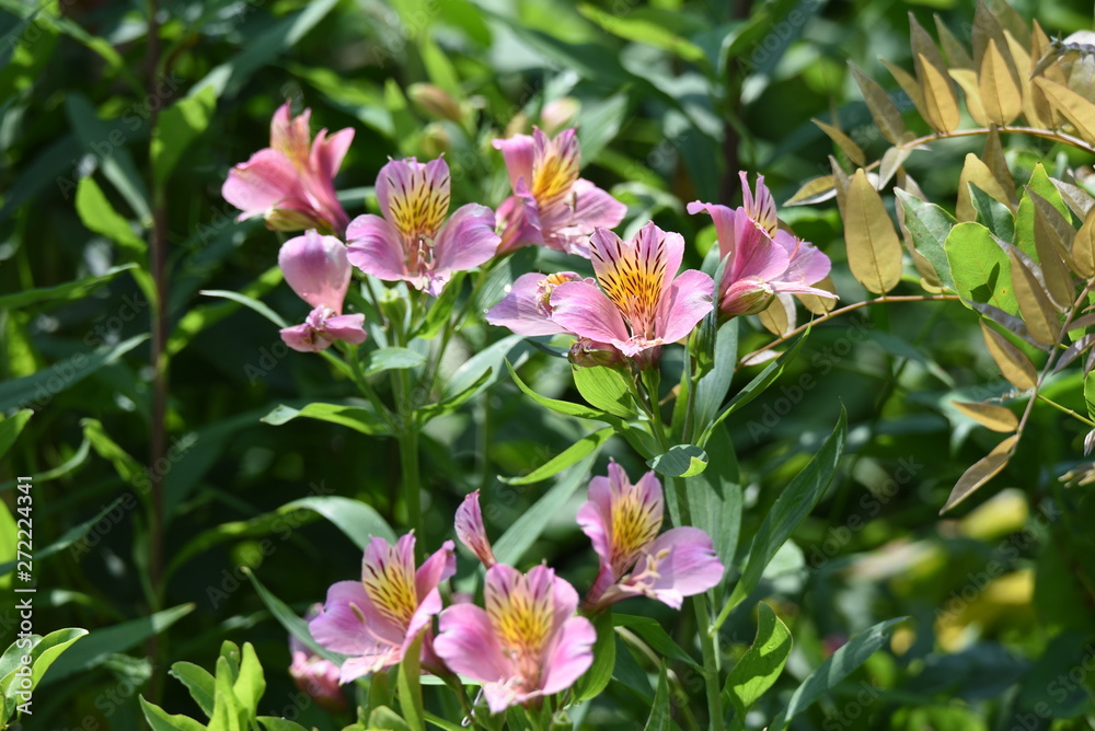 Alstromeria (Peruvian lily / Lily of the Incas) is rich in flower color. Alstromeria (Peruvian lily / Lily of the Incas) is rich in flower color.