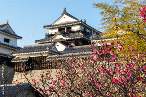 松山城と梅の花