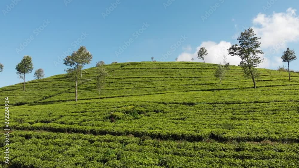 Tea plantations on Lipton seat Tea plantations on Lipton seat