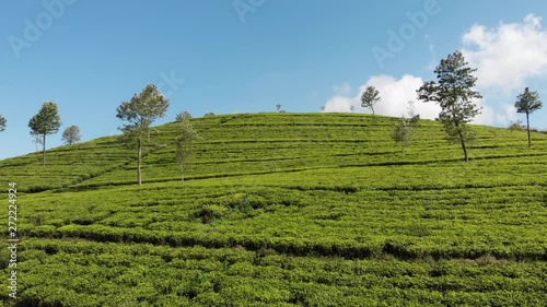 Tea plantations on Lipton seat photo