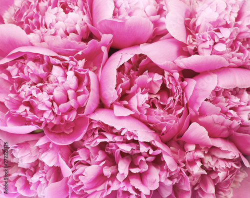 Fototapeta Naklejka Na Ścianę i Meble -  Beautiful pink peony bouquet background. Blooming peony flowers close-up. Valentine's Day concept