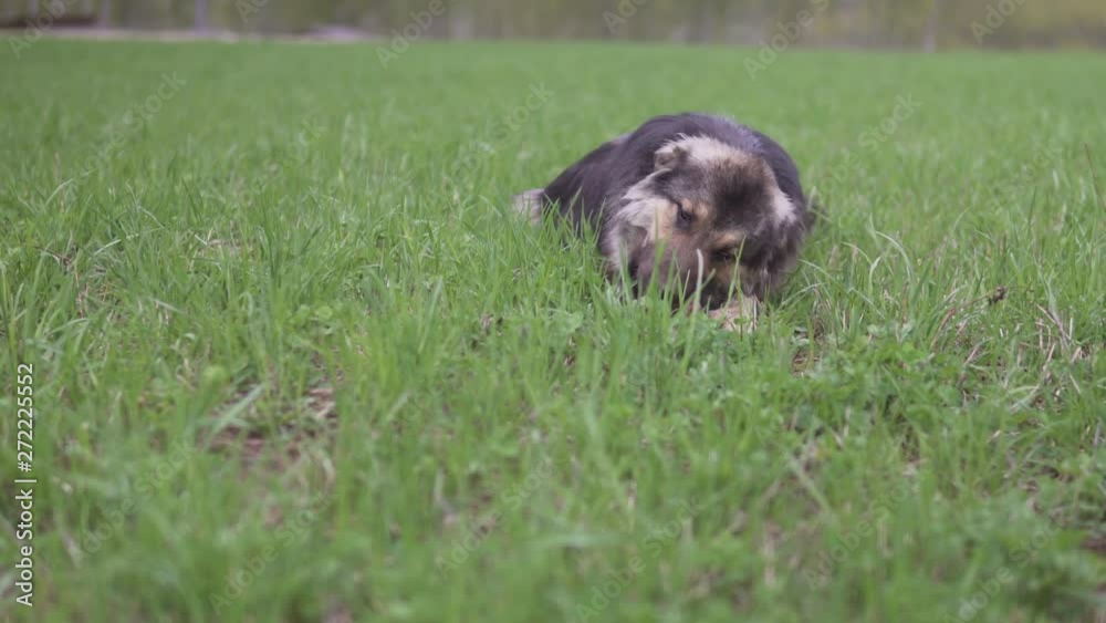 A dog is gnawing a bone closeup. Green grass and trees on the background A dog is gnawing a bone closeup. Green grass and trees on the background