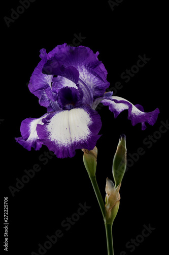 Iris flower isolated on black