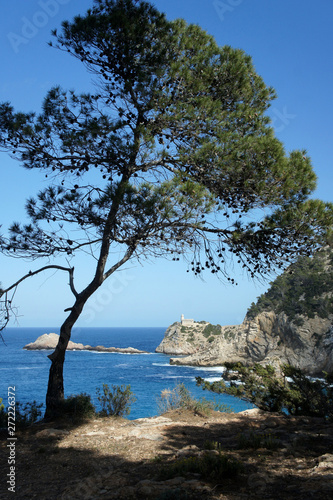 Pine by the sea.Ibiza Island.Spain.