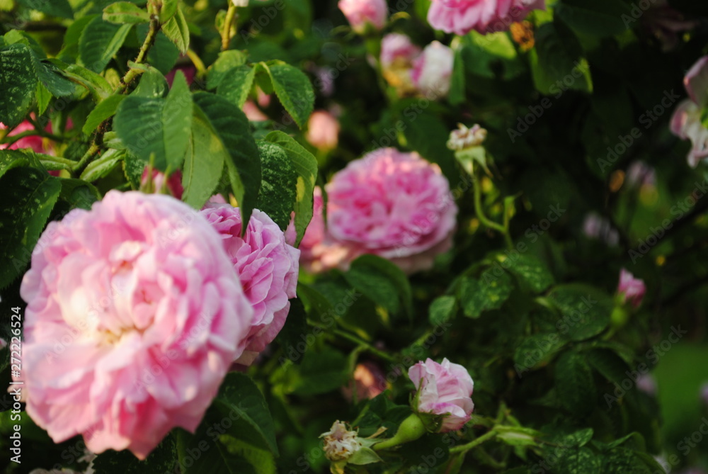 pink peony flowers in the garden pink peony flowers in the garden